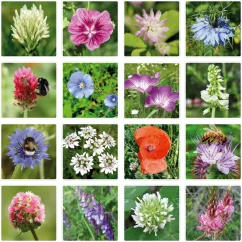 Bomby z nasionami - mini zestaw upominkowy „Dla najlepszej mamy” Bukiet Blossombs 4 szt
