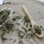 Narezaná mäta pieporná - Mentha piperita
