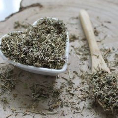 Macierzanka piaskowa - Thymus serpyllum