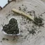 Mäta - Mentha spicata