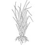 Vetiver olej 100% Alteya Organics 5 ml