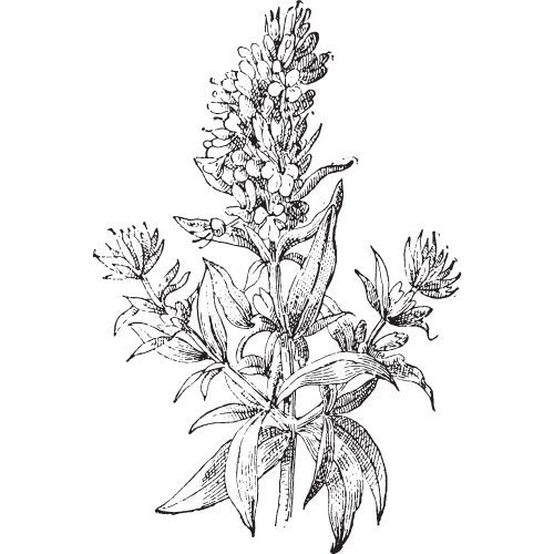 Yzopový olej 100% Alteya Organics 10 ml