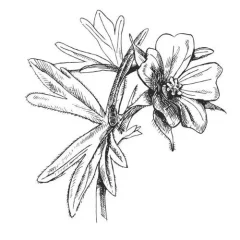 Olejek z pelargonii 100% Alteya Organics 10 ml