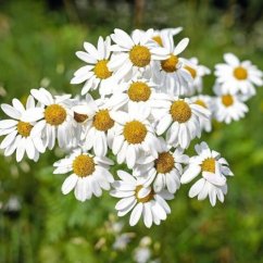Bio Heřmánková voda German Chamomile Bio Heřmánková voda German Chamomile