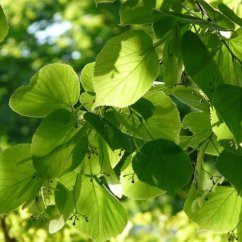 Naturálna voda Lipa Tilia