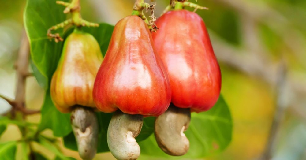 Cashew nuts: health effects, nutritional values, risks and consumption tips