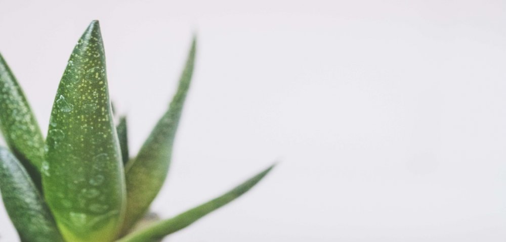 The miraculous aloe vera plant – heals, regenerates, and helps fight aging.
