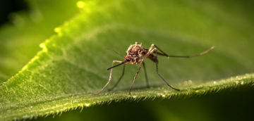 Domowe naturalne środki na komary i inne owady