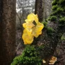 Tremella s vitamínom C Hrotlife 90 kapsúl