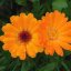 Naturálna voda Nechtík lekársky Calendula officinalis