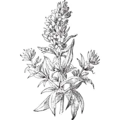 Yzopový olej 100% Alteya Organics 10 ml