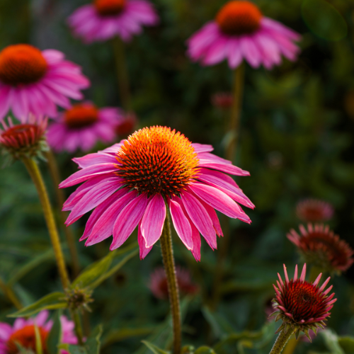 Naturální voda Echinacea purpurová Echinacea purpurea Emerosa 1 l
