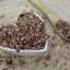 Rhodiola Rosea - Cut Root - Rhodiola rosea - Radix rhodiolae Emerosa