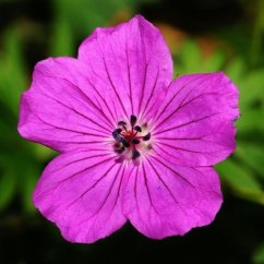 Naturální voda Kakost oddenka Geranium macrorrhizum Naturální voda Kakost oddenka Geranium macrorrhizum