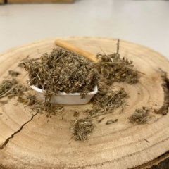 Kocanka włoska - kwiat - Helichrysum italicum - Flos helichrysi