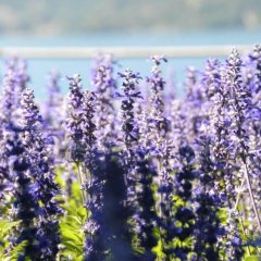 Bio voda ze Šalvěje muškátové Salvia sclarea Bio voda ze Šalvěje muškátové Salvia sclarea