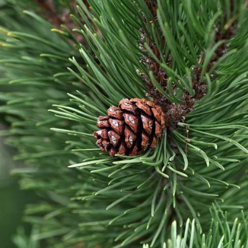 Bio voda z Borovice Pinus