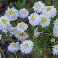 Bio Heřmánková voda Anthemis nobilis Bio Heřmánková voda Anthemis nobilis