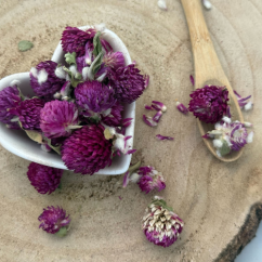Ďatelina lúčna - kvet celý - Trifolium pratense - Flos trifolii rubri
