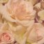 BIO Ružová voda z bielej ruže Rosa Alba 0,071%
