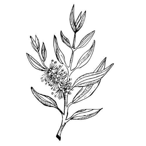 Tea Tree (drzewo herbaciane) olejek 100% Alteya Organics 5 ml