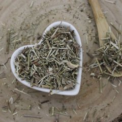 Kocourník obecný-nať nařezaná-Nepeta cataria