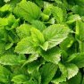 Bio Meduňková voda Melissa officinalis