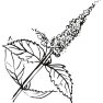 Mätový olej 100% Alteya Organics 5 ml