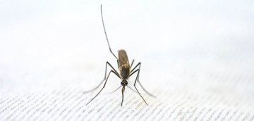 Wie man sich im Sommer vor lästigen Insekten schützt?