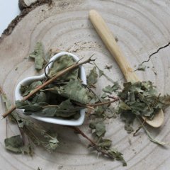 Narezaný sumach - Rhus coriaria Narezaný sumach - Rhus coriaria
