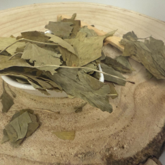 Jinan dvoulaločný - list celý - Ginkgo biloba - Folium ginkgo