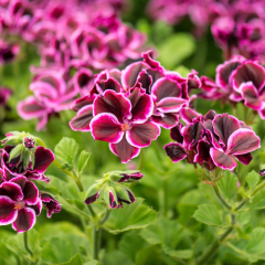 Pelargonium roseum water Pelargonium roseum water