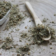 Rebríček obyčajný - Achillea millefolium Rebríček obyčajný - Achillea millefolium