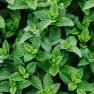 Bio voda z Máty peprné Mentha piperita