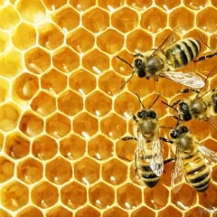 Beeswax Cera Alba 100% Organic Alteya 60g