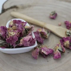 Kwiat róży damasceńskiej - Rosa damascena Kwiat róży damasceńskiej - Rosa damascena