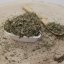 Bedrovník obyčajný- koreň narezaný-Pimpinella saxifraga