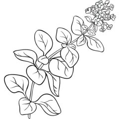 Oregano Öl 100% Alteya Organics 10 ml