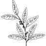 Eukalyptový olej 100% Alteya Organics 10 ml