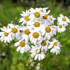 Bio Heřmánková voda German Chamomile Bio Heřmánková voda German Chamomile