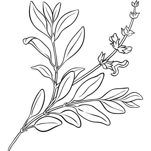 Šalviový olej 100% Alteya Organics 5ml