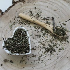 Mäta - Mentha spicata