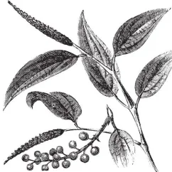 Litsea Cubeba (May Chang) olej 100% Alteya Organics 5 ml