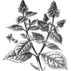 Pačuli olej 100% Alteya Organics 5 ml