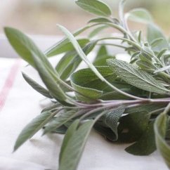 Bio voda ze Šalvěje lékařské Salvia officinalis Bio voda ze Šalvěje lékařské Salvia officinalis