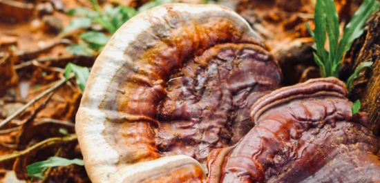 Vital mushrooms and skin: 5 ways mushrooms can support skin health