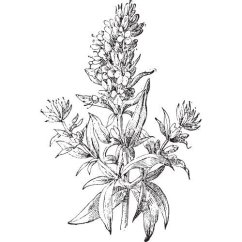Yzopový olej 100% Alteya Organics 10 ml