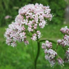Naturální voda Kozlík lékařský Valeriana officinalis Naturální voda Kozlík lékařský Valeriana officinalis