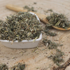 Mochna stříbrná - nať nařezaná - Potentilla argentea 