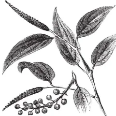 Litsea Cubeba (May Chang) olej 100% Alteya Organics 5 ml
